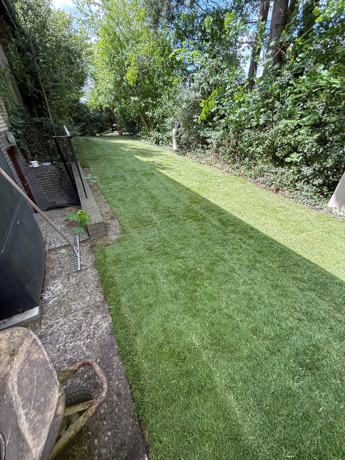 Frisch verlegter Rollrasen in einem Privatgarten, gesäumt von Hecke und alten Bäumen